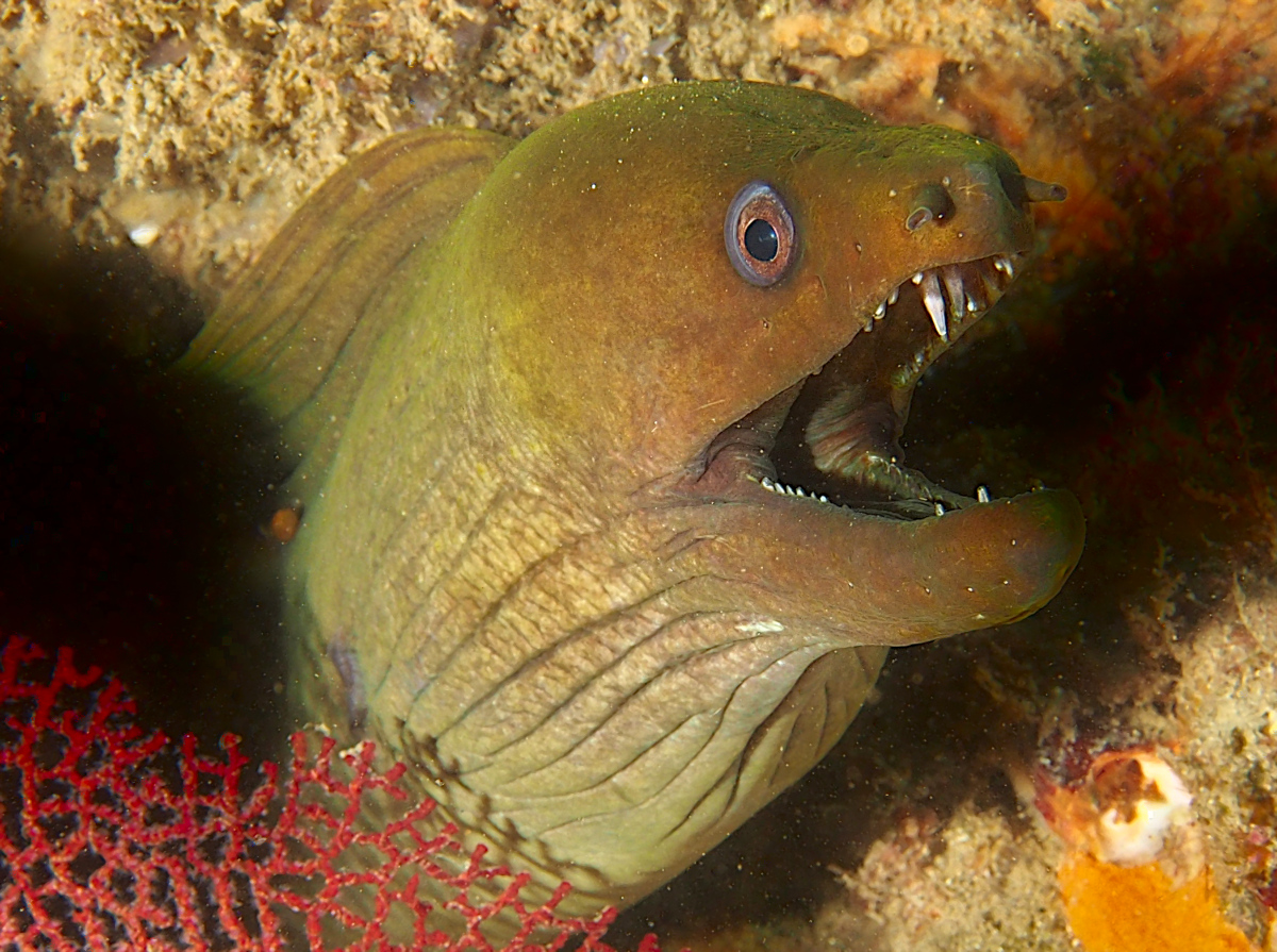 Panamic Green Moray Eel - Gymnothorax castaneus