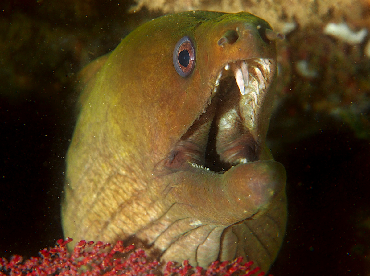 Panamic Green Moray Eel - Gymnothorax castaneus