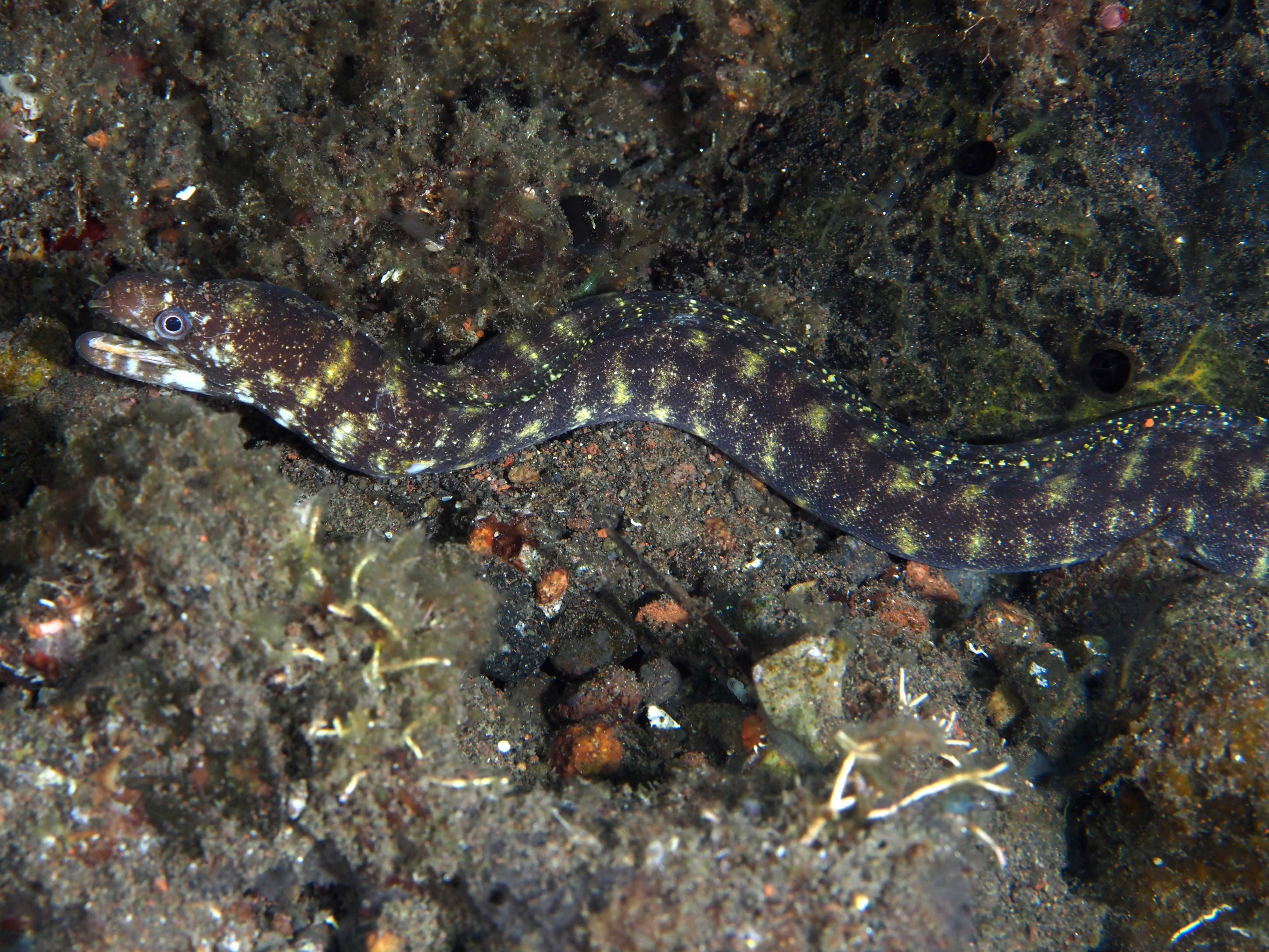 Robin's Moray Eel - Gymnothorax robinsi