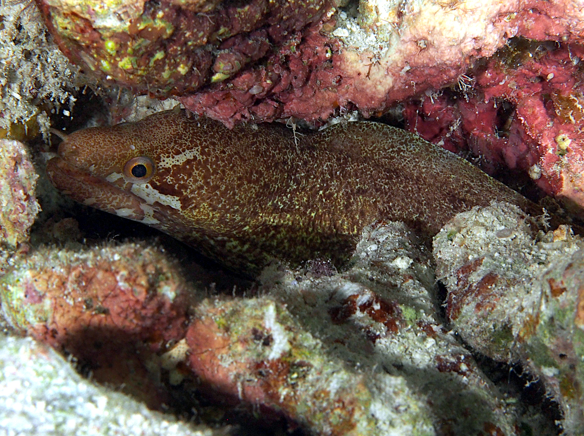 Barredfin Moray Eel - Gymnothorax zonipectis