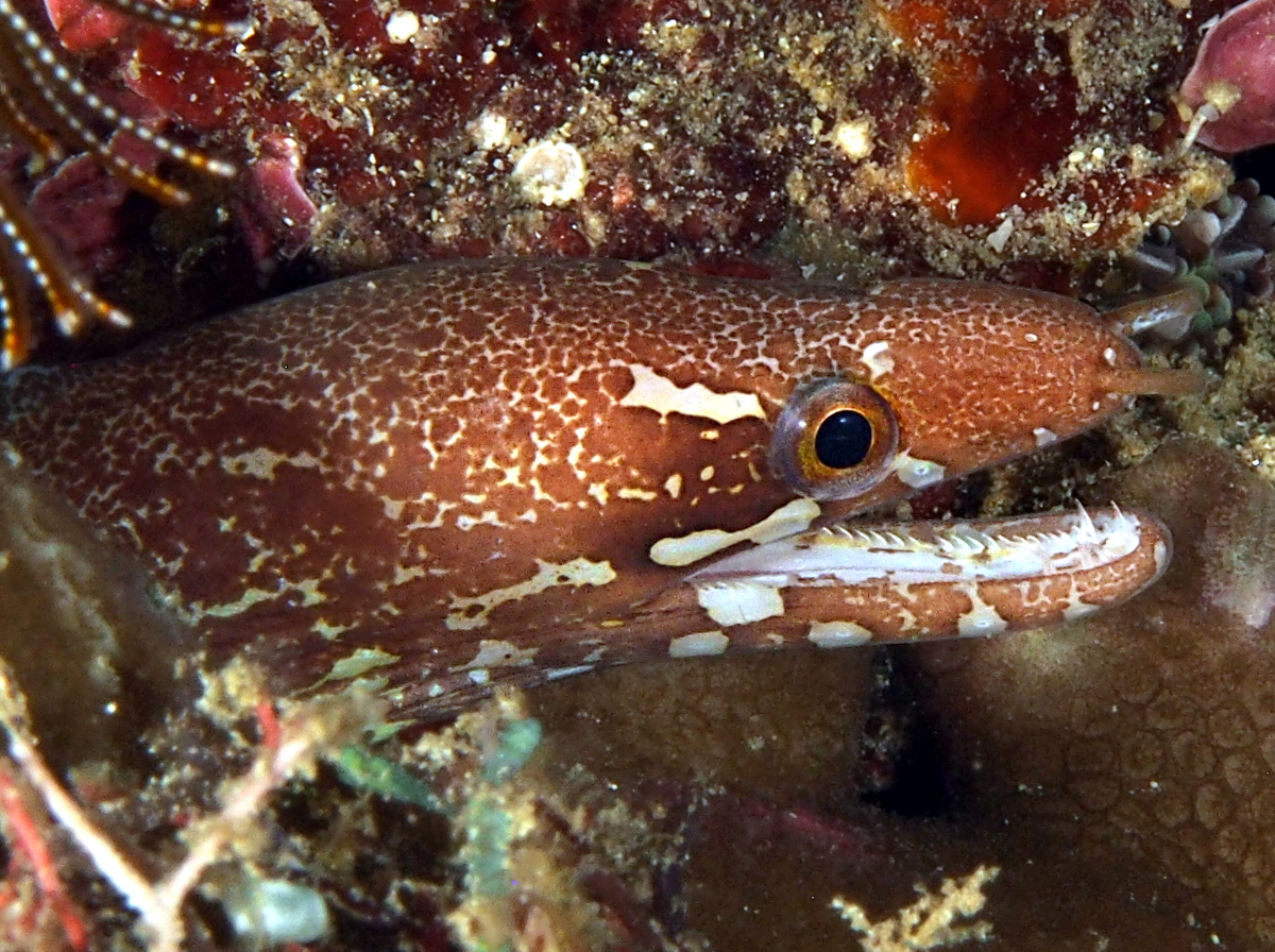 Barredfin Moray Eel - Gymnothorax zonipectis