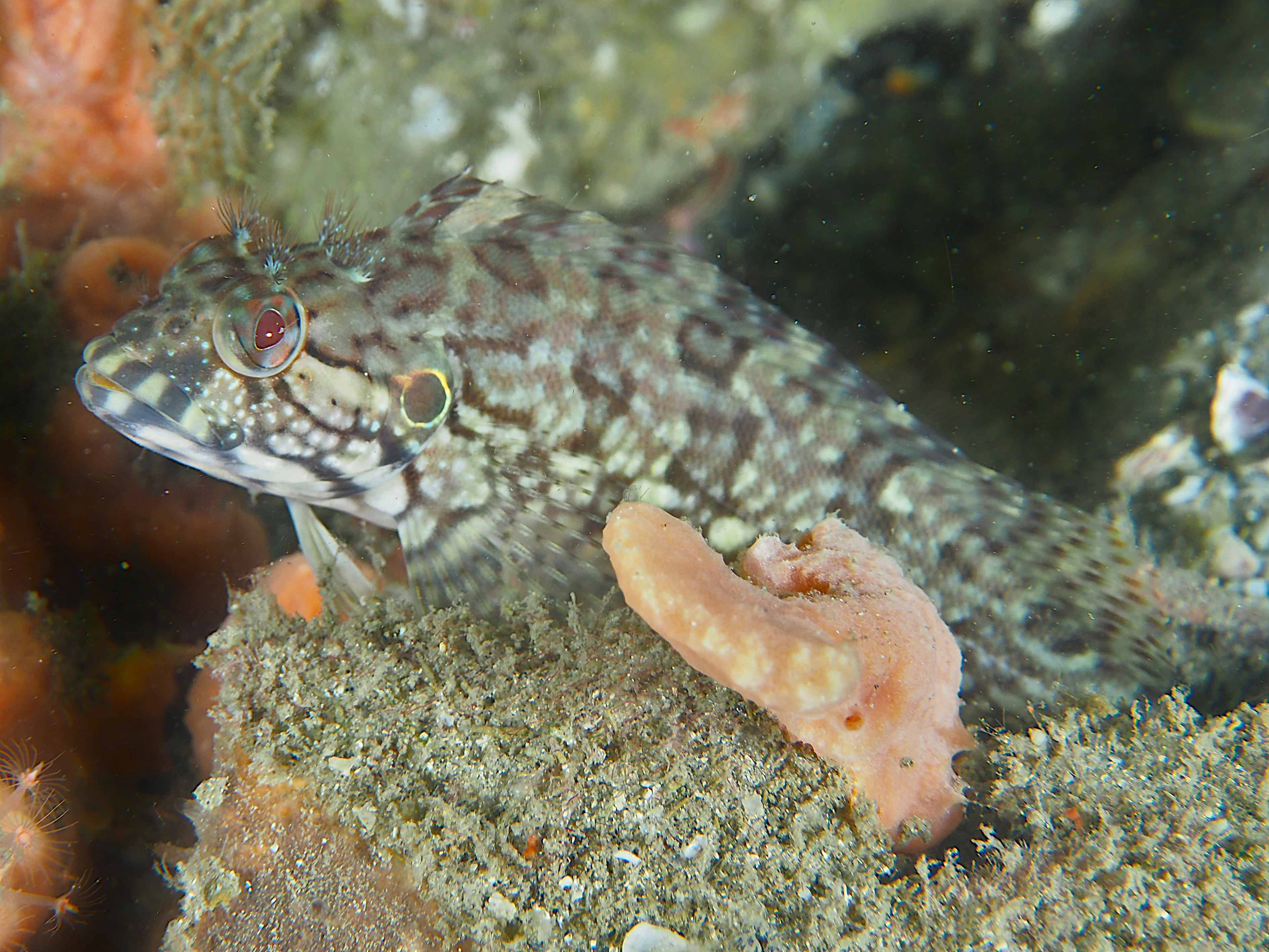 Hairy Blenny - Labrisomus nuchipinnis