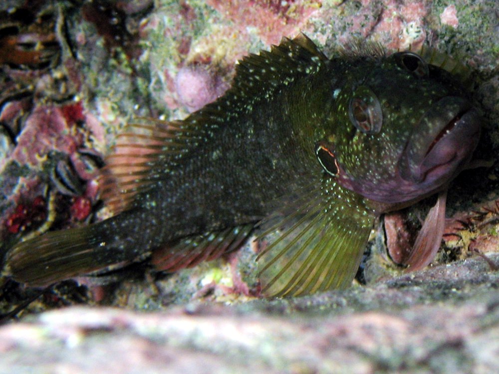 Hairy Blenny - Labrisomus nuchipinnis