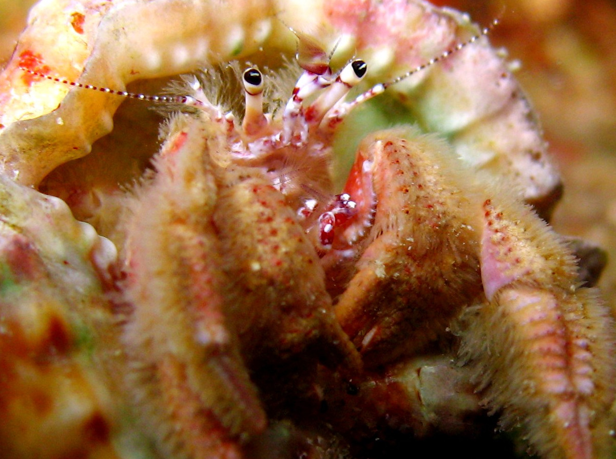 Hairy Hermit Crab -  - Grand Cayman
