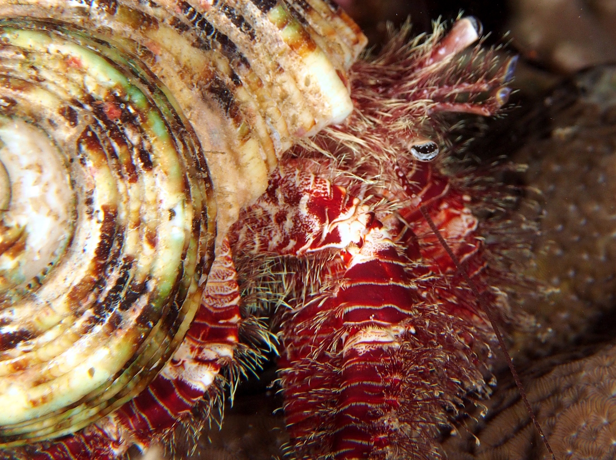 Hairy Red Hermit Crab - Aniculus erythraeus