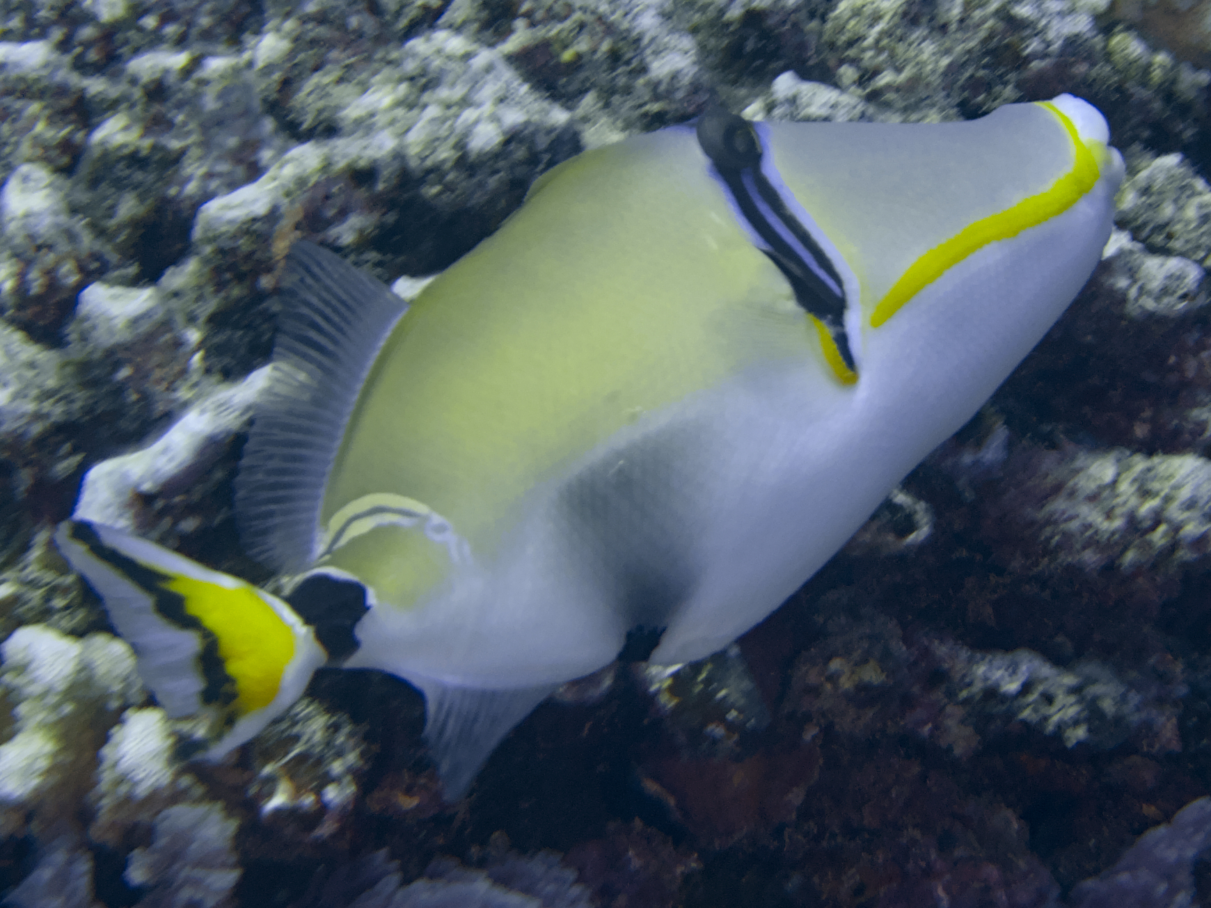 Halfmoon Triggerfish - Rhinecanthus lunula