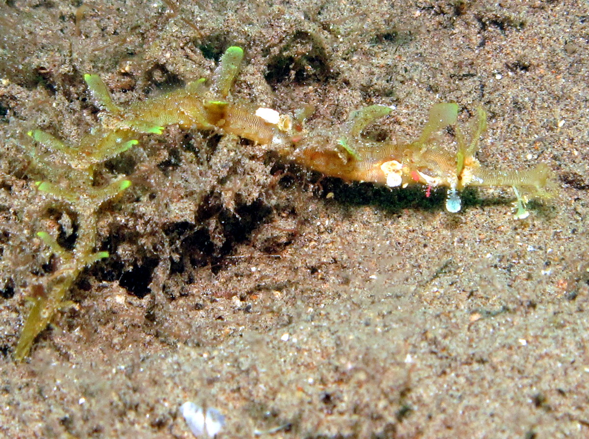 Winged Pipefish - Halicampus macrorhynchus