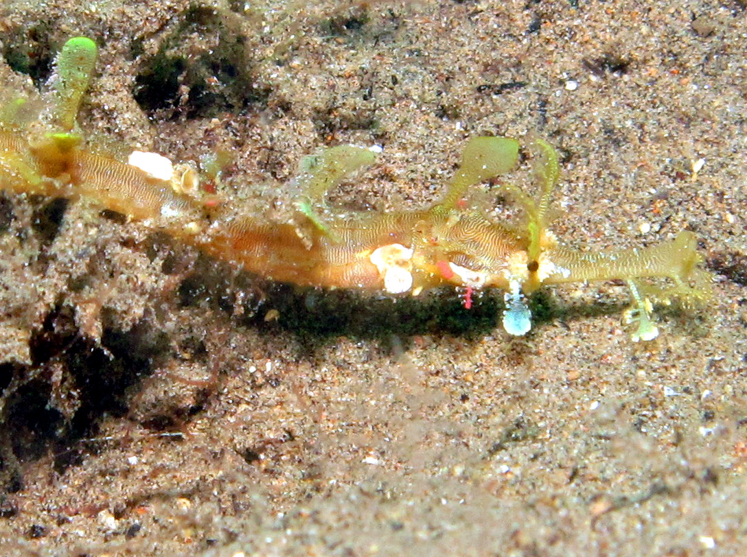 Winged Pipefish - Halicampus macrorhynchus