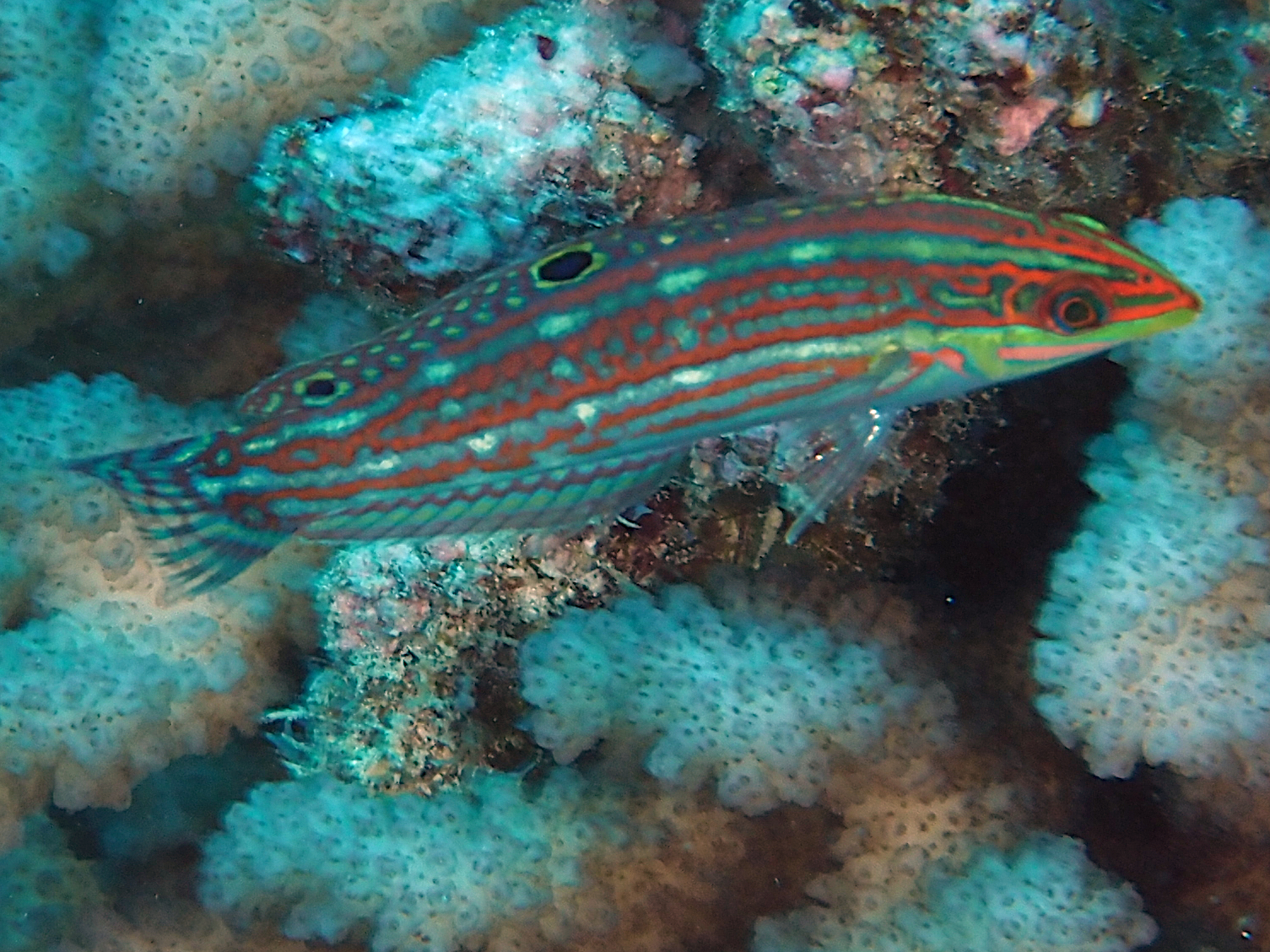Claudia's Wrasse - Halichoeres claudia