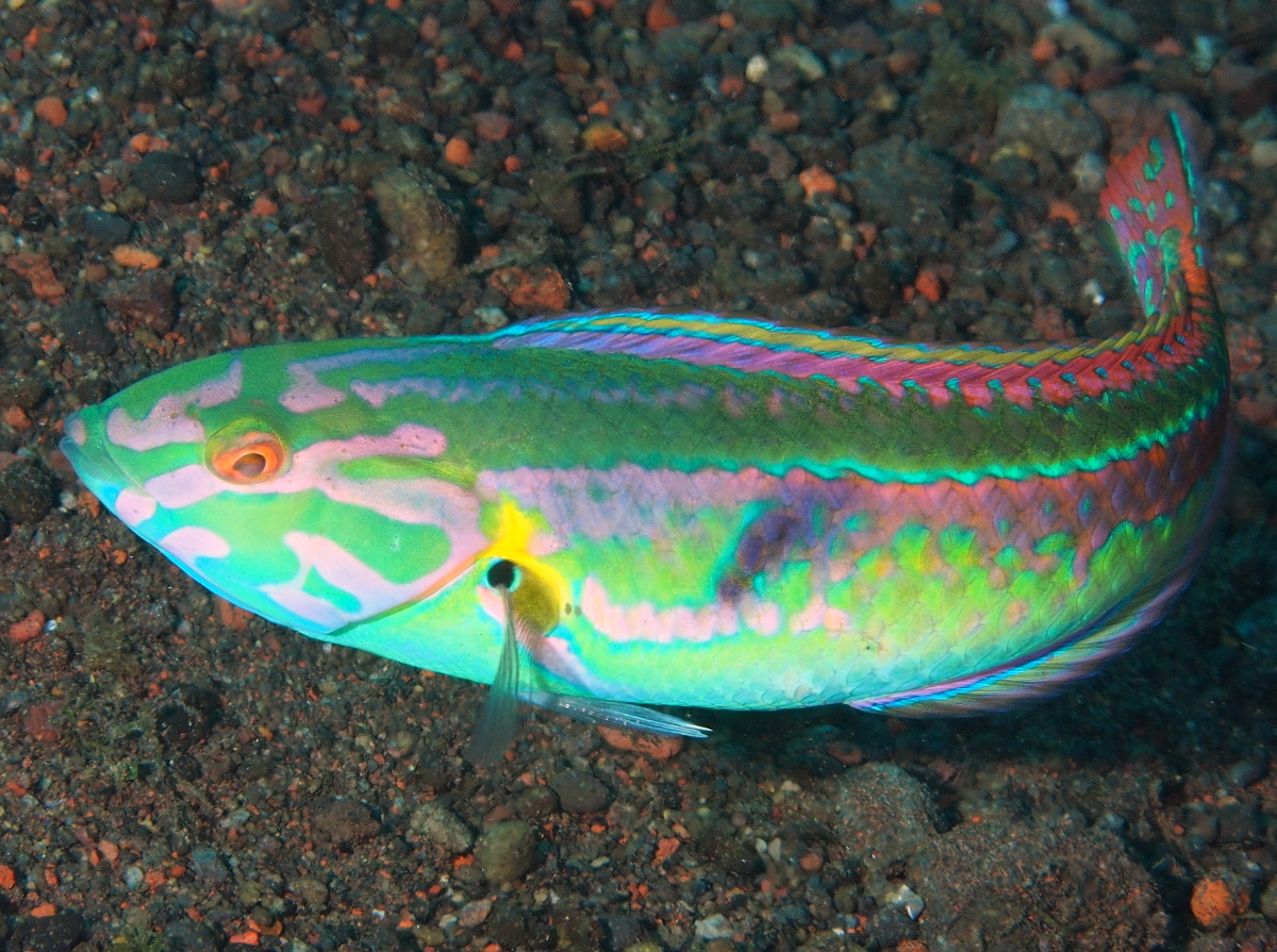 Goldstripe Wrasse - Halichoeres hartzfeldii