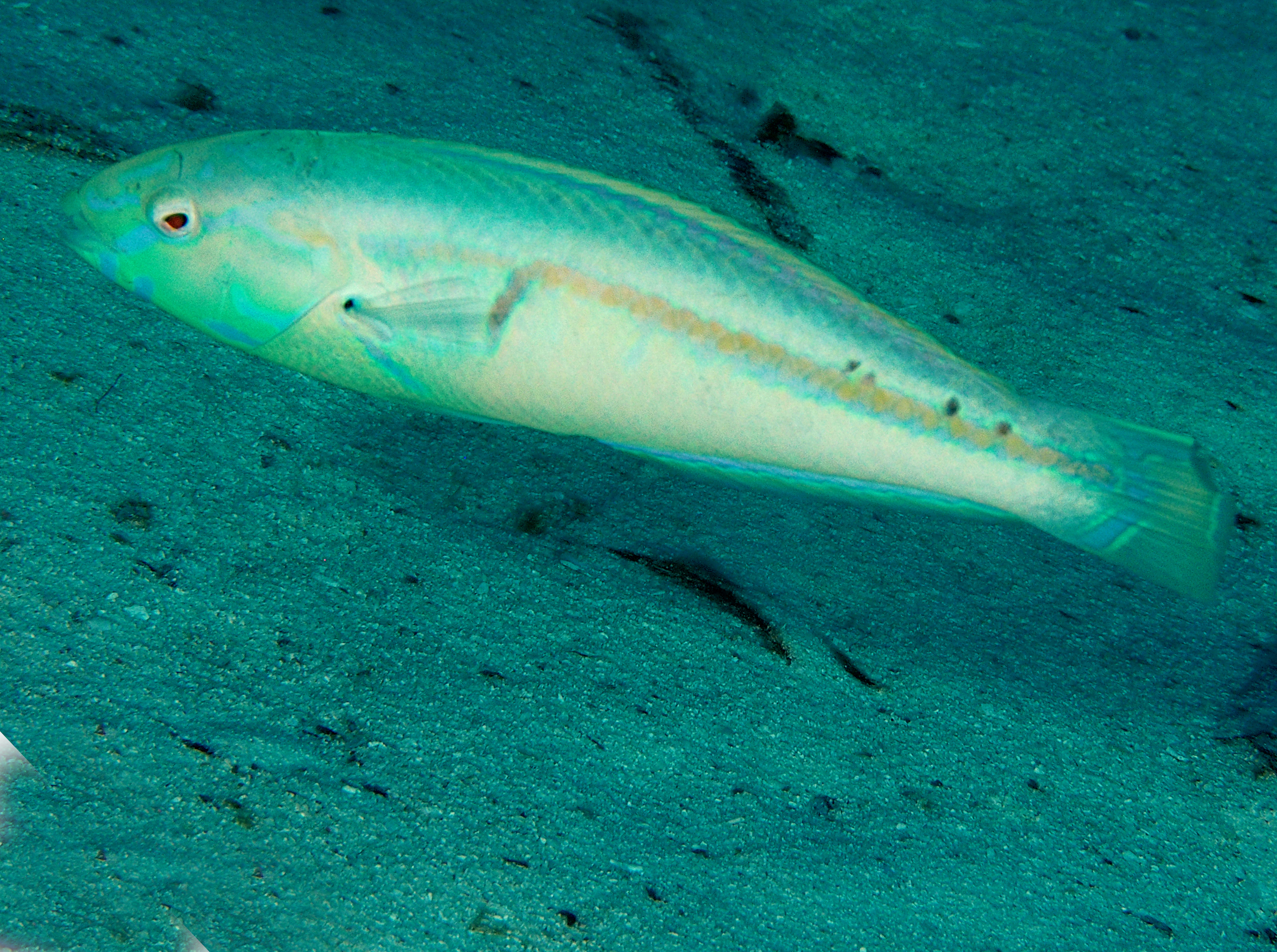 Goldstripe Wrasse - Halichoeres hartzfeldii