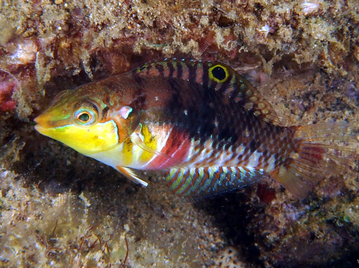 Nebulous Wrasse - Halichoeres nebulosus