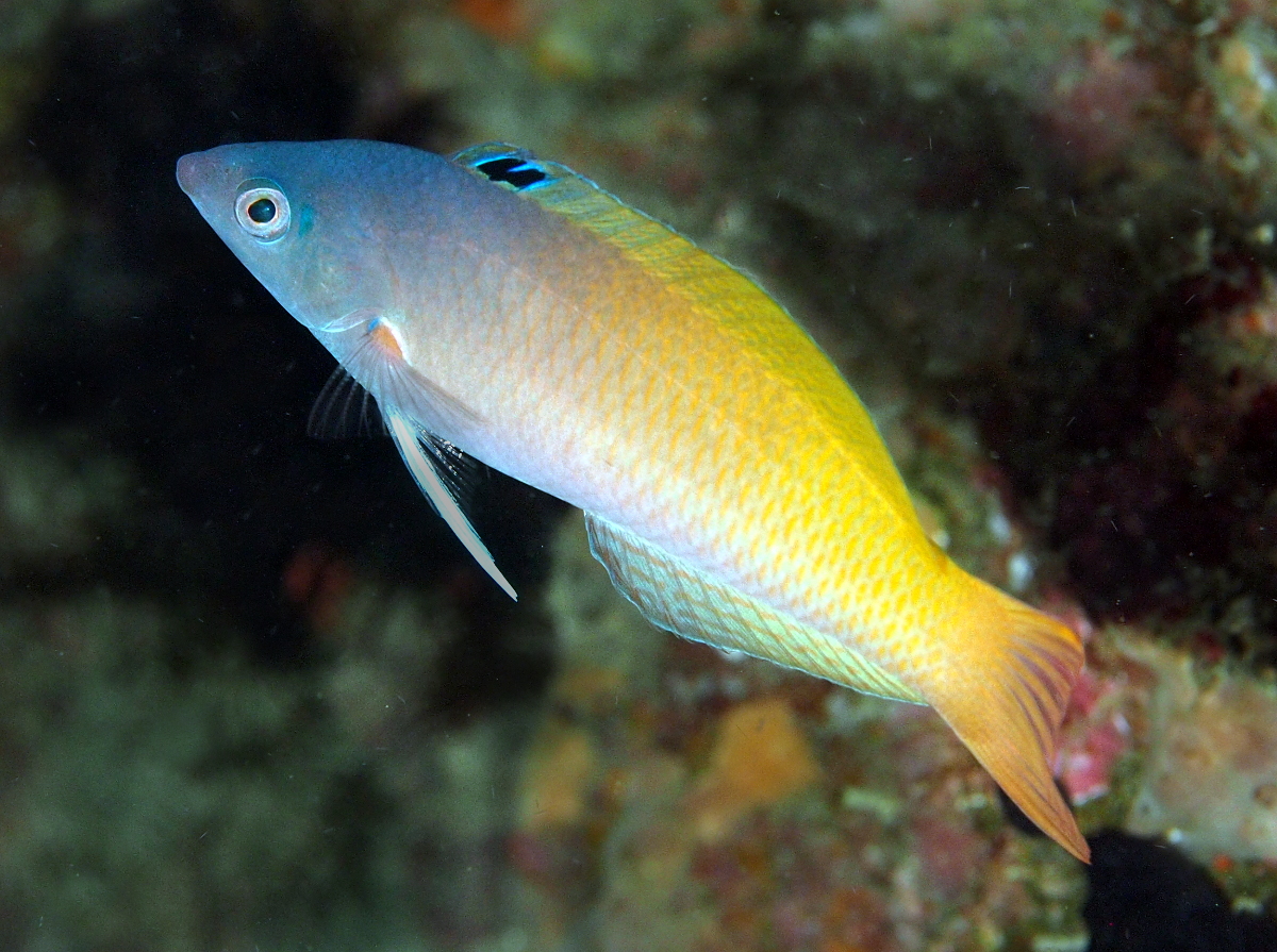 Twotone Wrasse - Halichoeres prosopeion