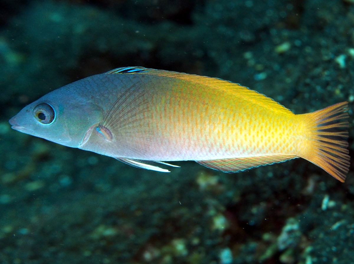 Twotone Wrasse - Halichoeres prosopeion