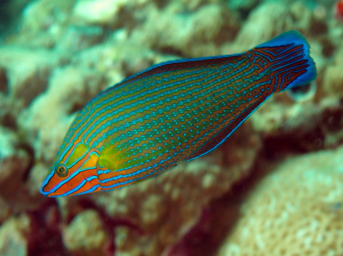 Richmond's Wrasse - Halichoeres richmondi - Wakatobi, Indonesia