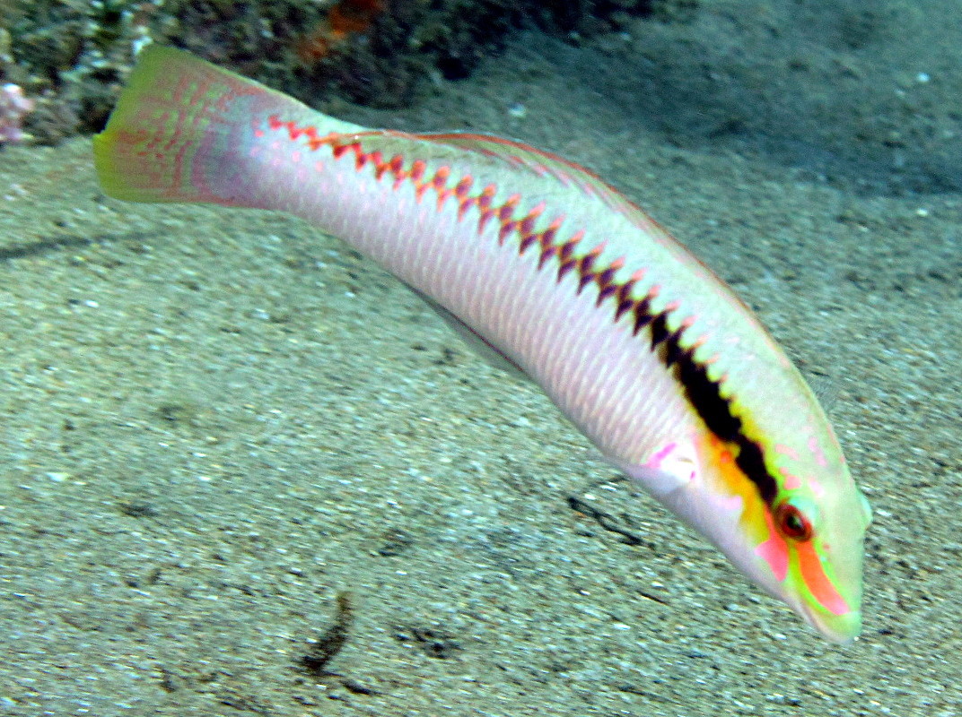 Zigzag Wrasse - Halichoeres scapularis - Dumaguete, Philippines