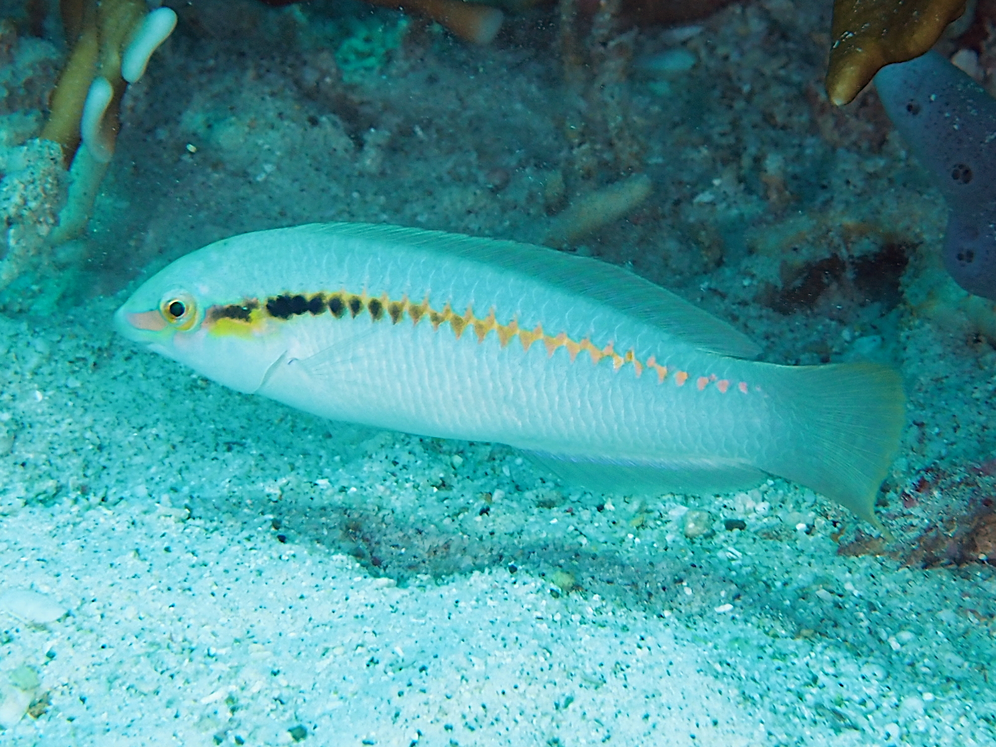 Zigzag Wrasse - Halichoeres scapularis