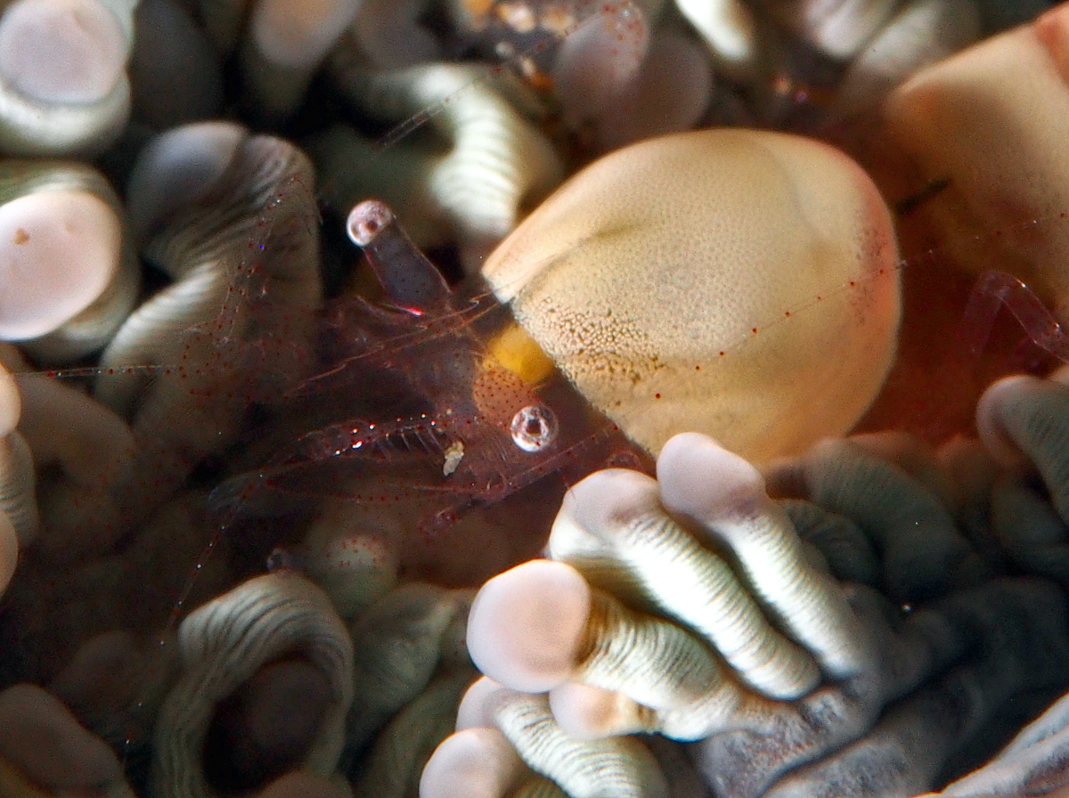 Egg Shell Shrimp - Hamopontonia corallicola