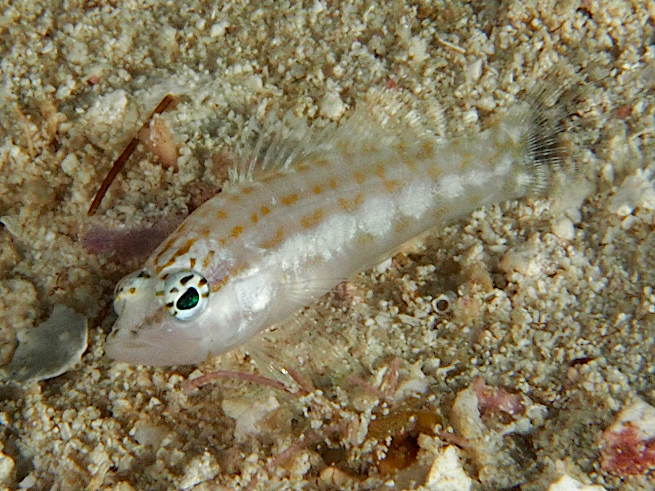 Harlequin Bass - Serranus tigrinus