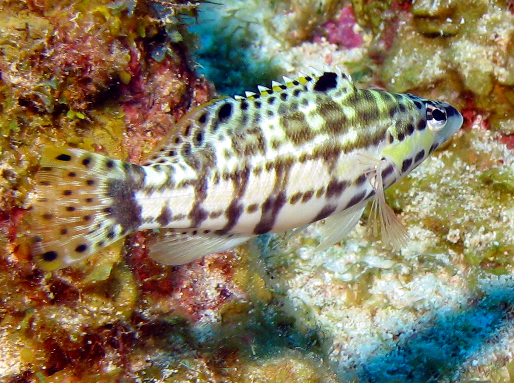 Harlequin Bass - Serranus tigrinus