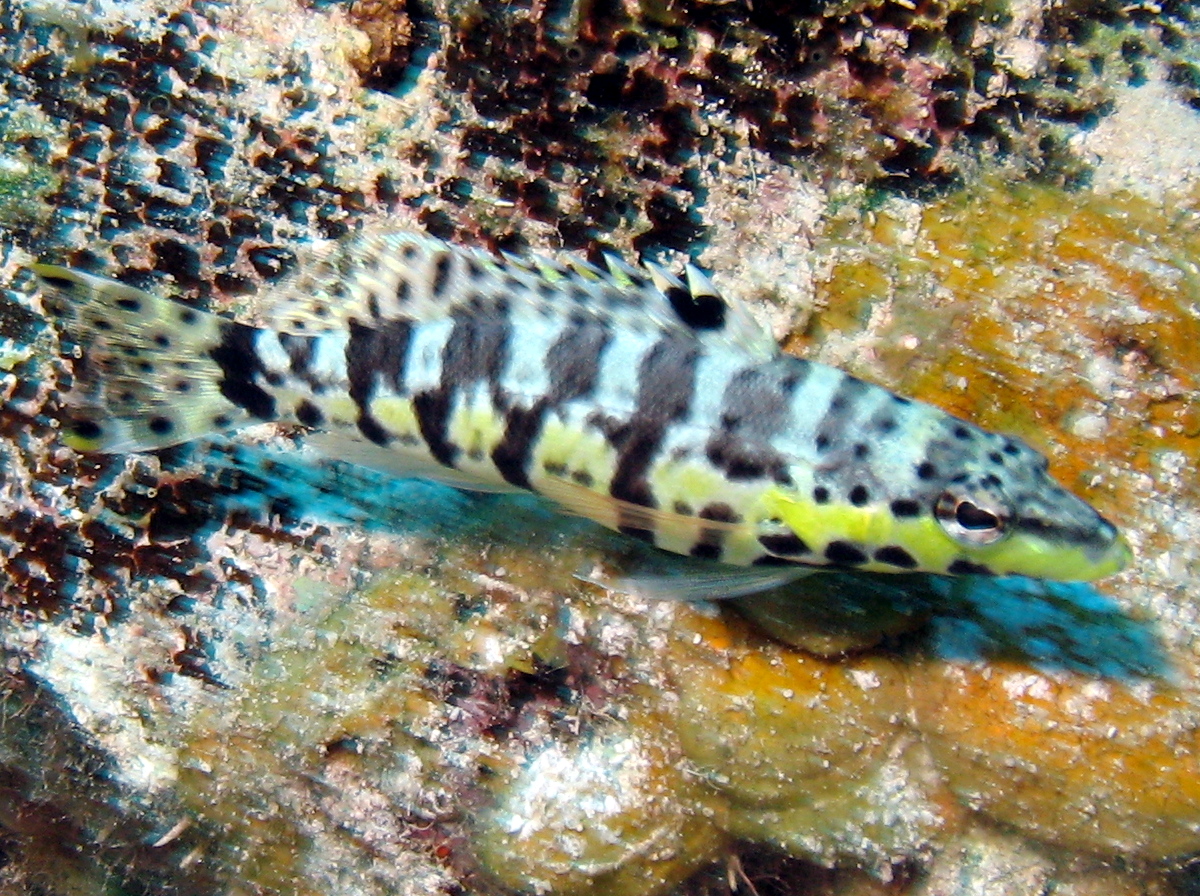 Harlequin Bass - Serranus tigrinus