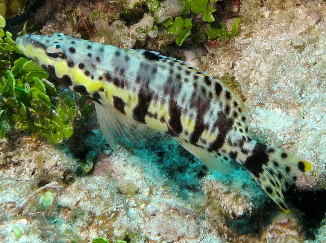 Harlequin Bass - Serranus tigrinus