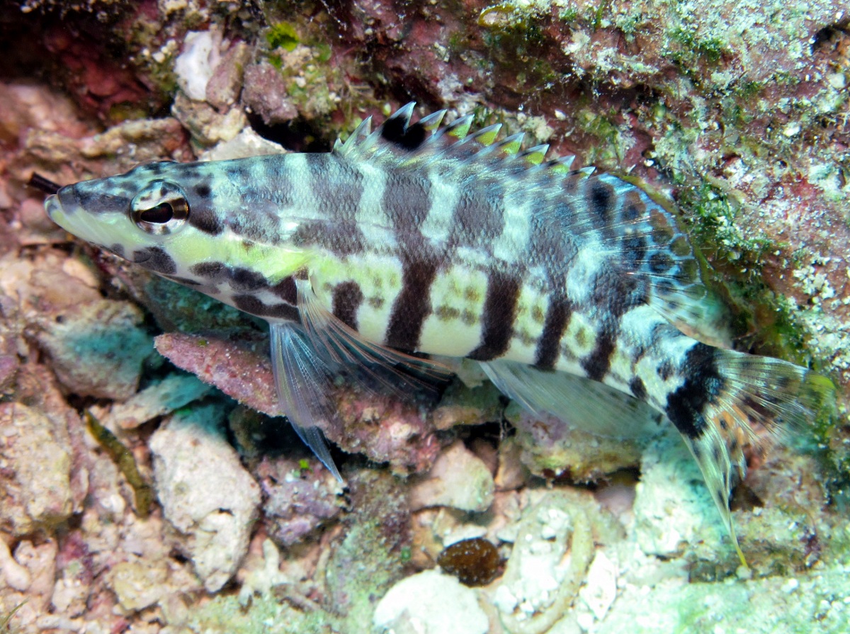 Harlequin Bass - Serranus tigrinus