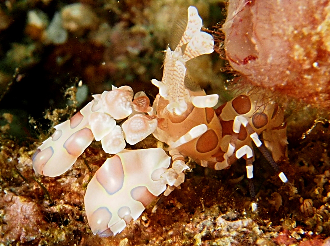 Harlequin Shrimp - Hymenocera picta