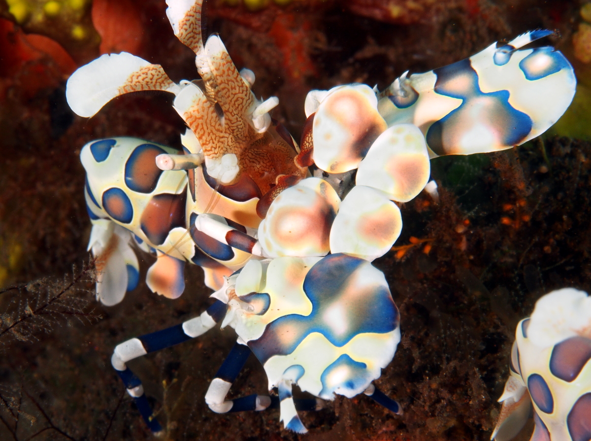 Harlequin Shrimp - Hymenocera picta