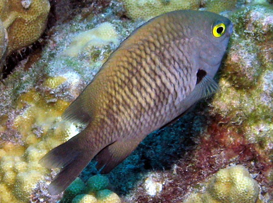 Hawaiian Gregory - Stegastes marginatus