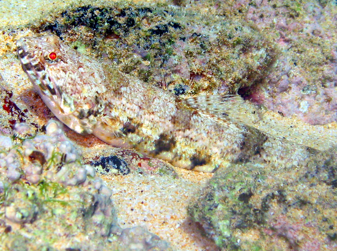 Hawaiian Lizardfish - Synodus ulae