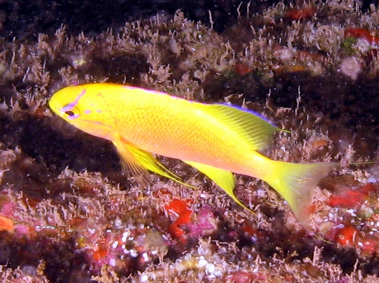 Hawaiian Longfin Anthias - Pseudanthias hawaiiensis