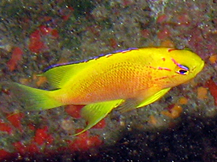 Hawaiian Longfin Anthias - Pseudanthias hawaiiensis