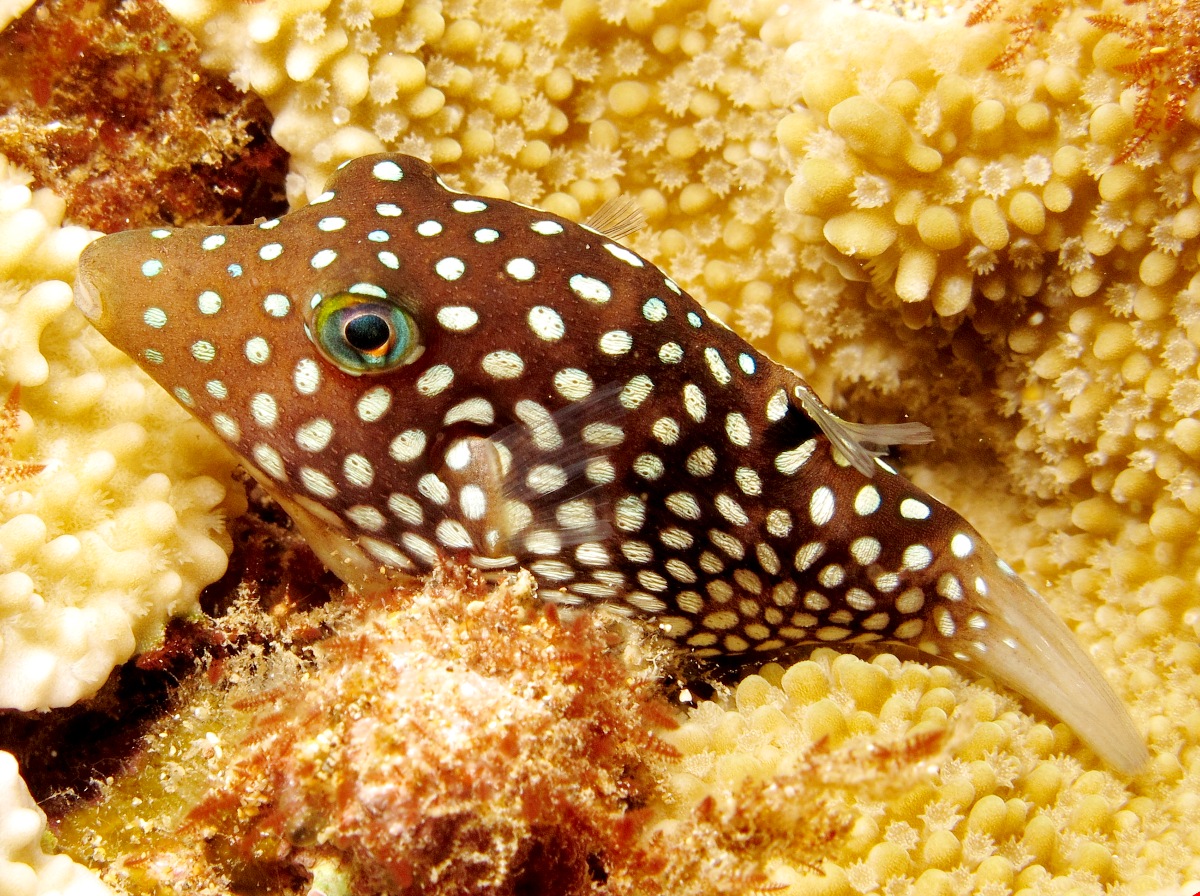 Hawaiian Whitespotted Toby - Canthigaster jactator