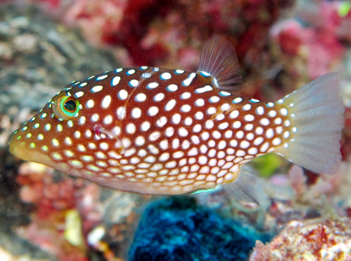 Hawaiian Whitespotted Toby - Canthigaster jactator