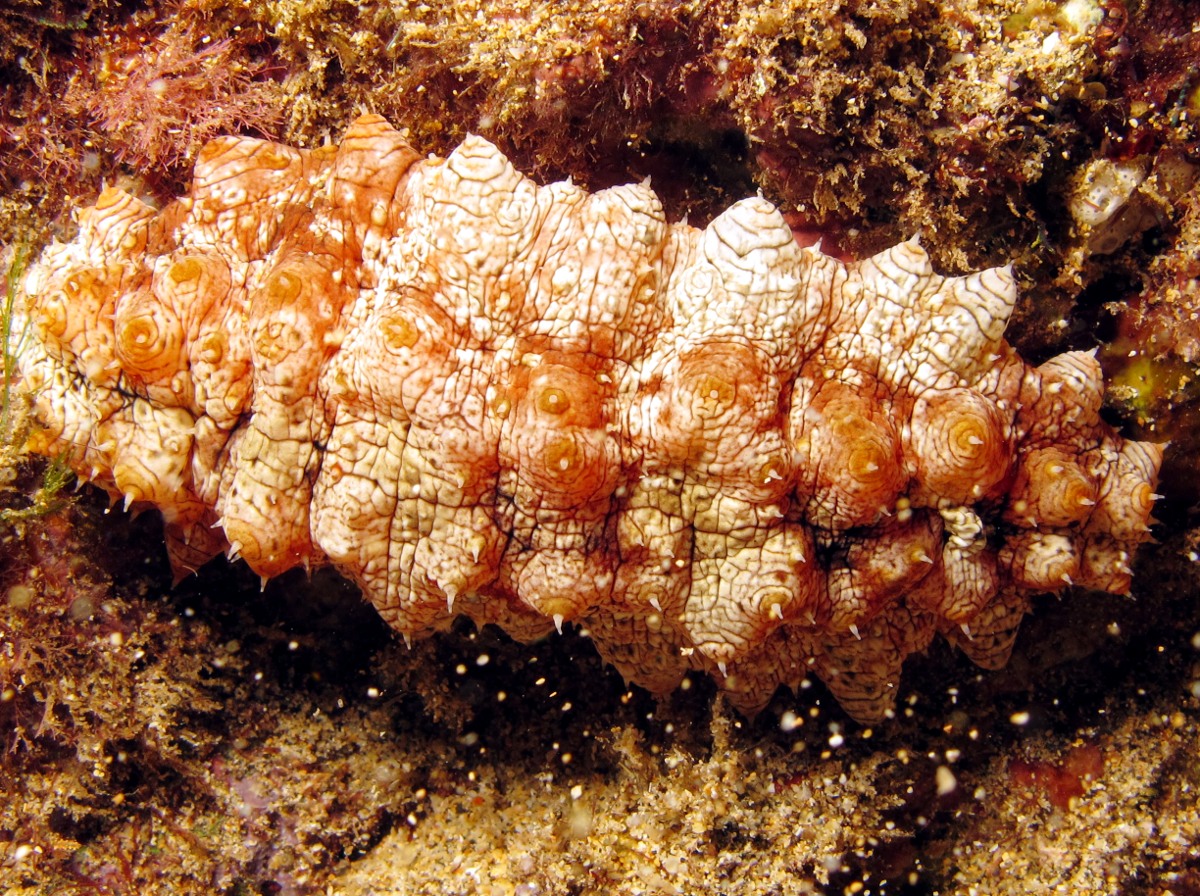Hawaiian Yellow-Tip Sea Cucumber - Stichopus sp. 2 - Maui, Hawaii