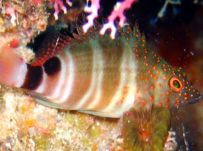 Redspotted Hawkfish - Amblycirrhitus pinos