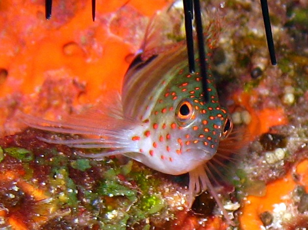 Redspotted Hawkfish - Amblycirrhitus pinos