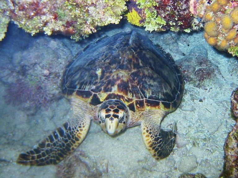 Hawksbill Turtle - Eretmochelys imbricata