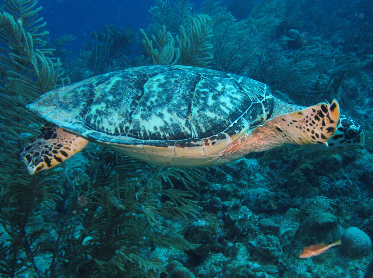 Hawksbill Turtle - Eretmochelys imbricata