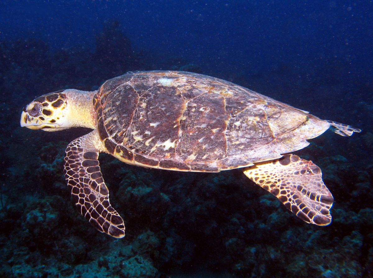 Hawksbill Turtle - Eretmochelys imbricata