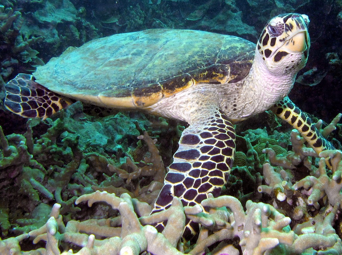 Hawksbill Turtle - Eretmochelys imbricata