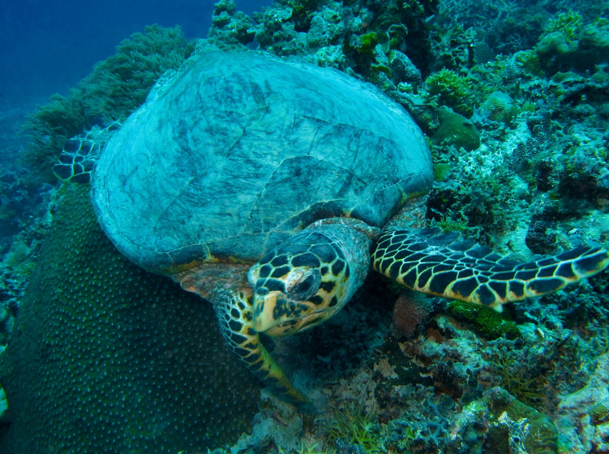 Hawksbill Turtle - Eretmochelys imbricata