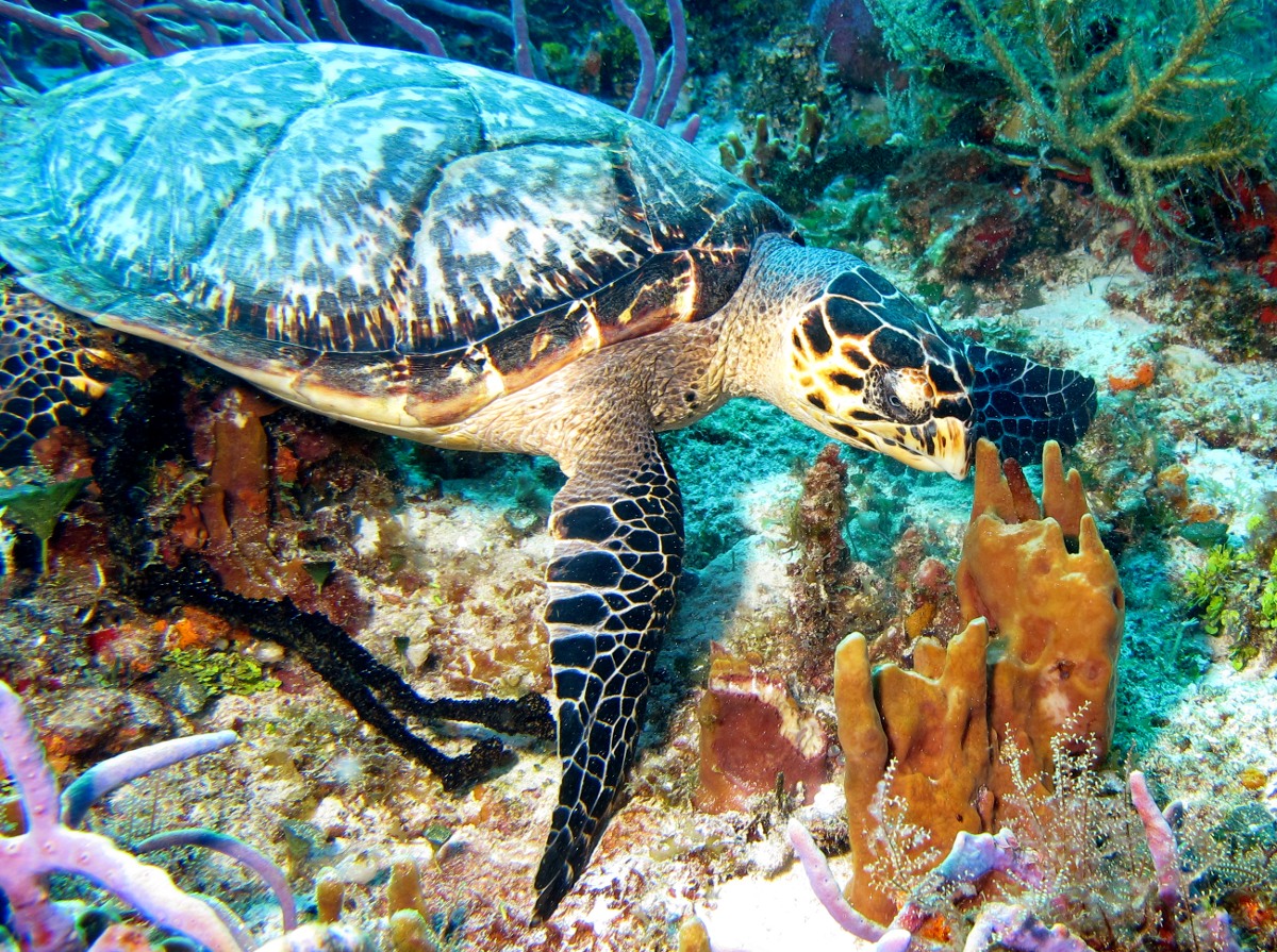 Hawksbill Turtle - Eretmochelys imbricata