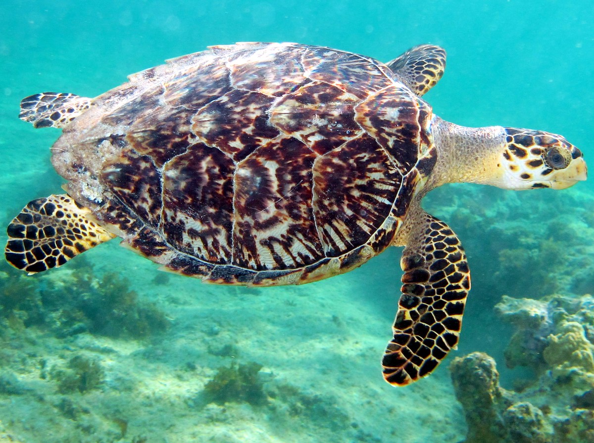 Hawksbill Turtle - Eretmochelys imbricata