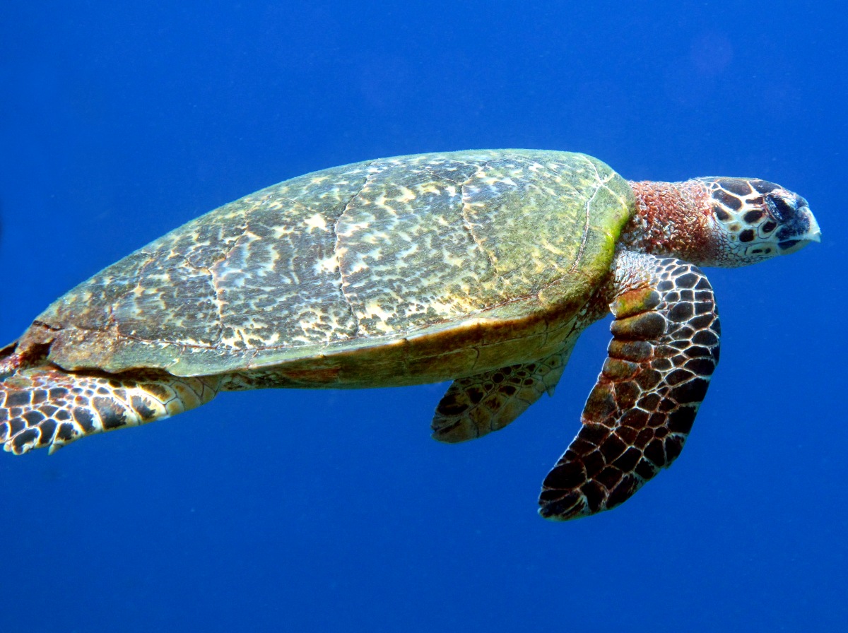 Hawksbill Turtle - Eretmochelys imbricata