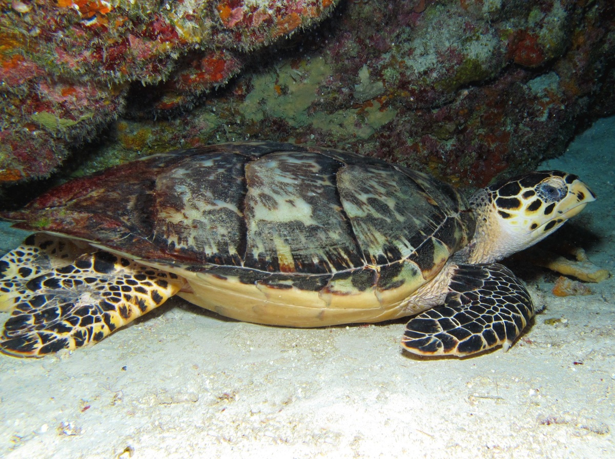 Hawksbill Turtle - Eretmochelys imbricata