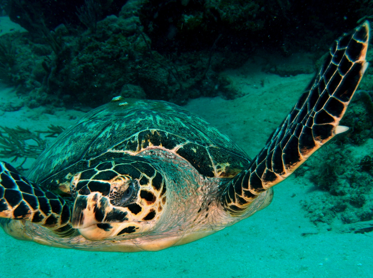 Hawksbill Turtle - Eretmochelys imbricata