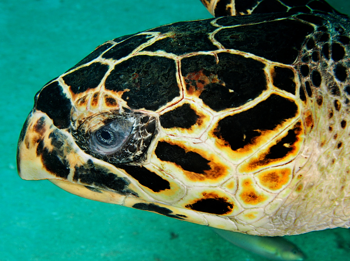 Hawksbill Turtle - Eretmochelys imbricata