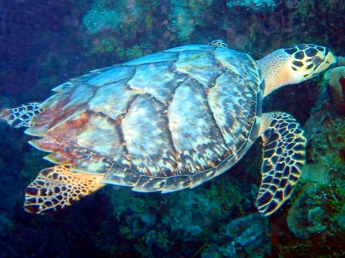 Hawksbill Turtle - Eretmochelys imbricata